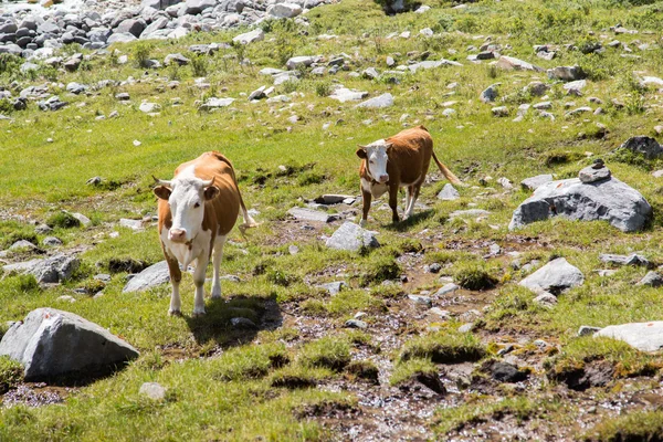 Cows at grasland — Stock Photo, Image