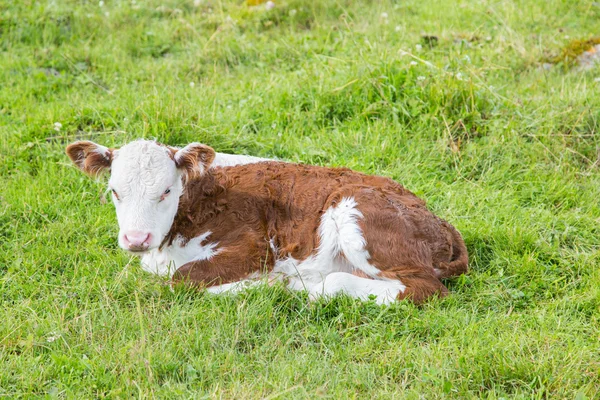 Lying bull-calf — Stock Photo, Image