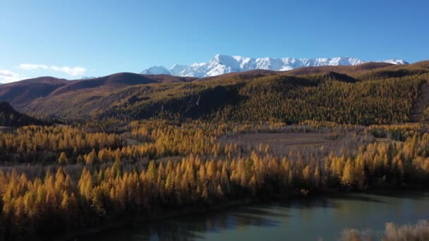 Beautiful Golden Autumn Altai Mountains Siberia Russia Aerial View — Stock Video