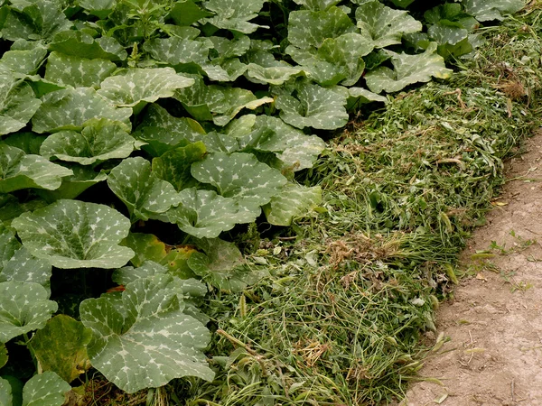 Growing pumpkins in arid zone — Stock Photo, Image