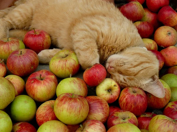 Resting cat — Stock Photo, Image