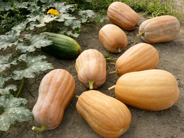 Första skördade pumpor — Stockfoto