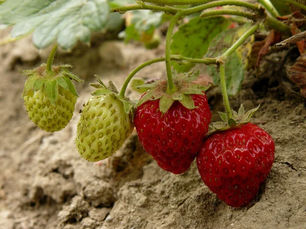 Fragole — Foto Stock