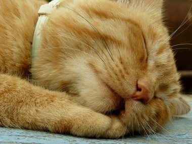 kedi namlu