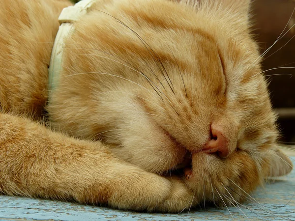 Focinho de gato — Fotografia de Stock