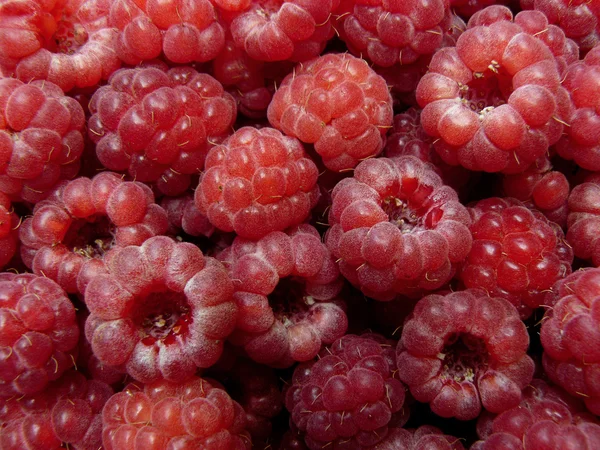 Himbeeren Hintergrund — Stockfoto