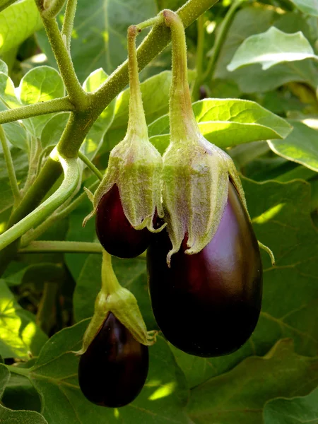 Äggplantor — Stockfoto