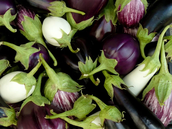 Inlandse aubergines — Stockfoto