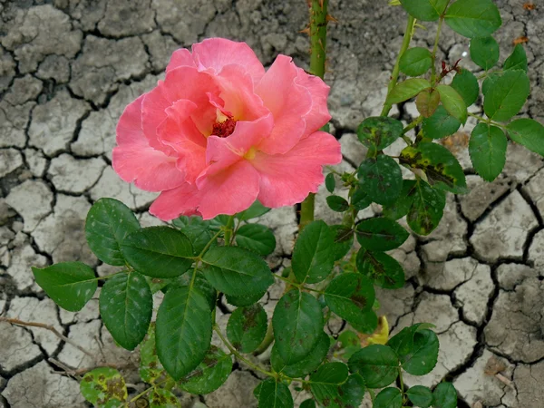 Rose et terre sèche — Photo