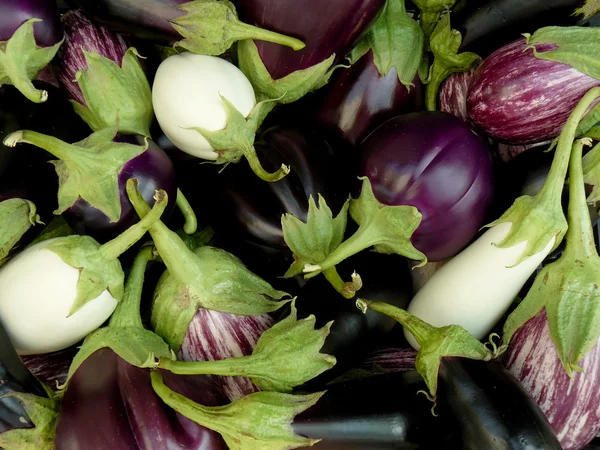 Casa berinjelas cultivadas — Fotografia de Stock