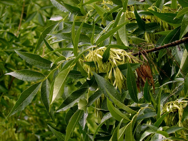 Branche de frêne — Photo