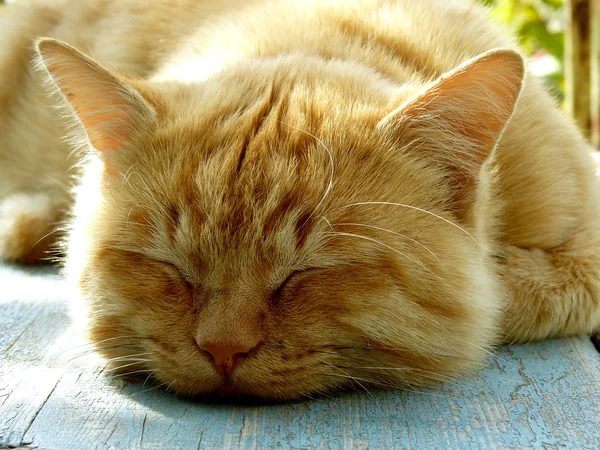 Gato adormecido — Fotografia de Stock