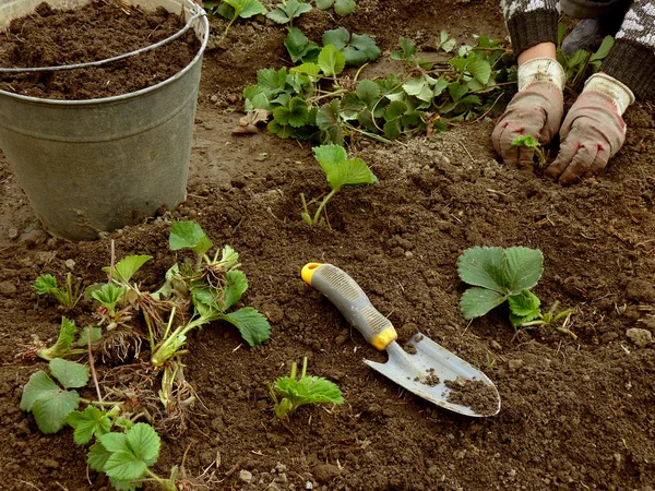 Planting strawberries — Stock Photo, Image