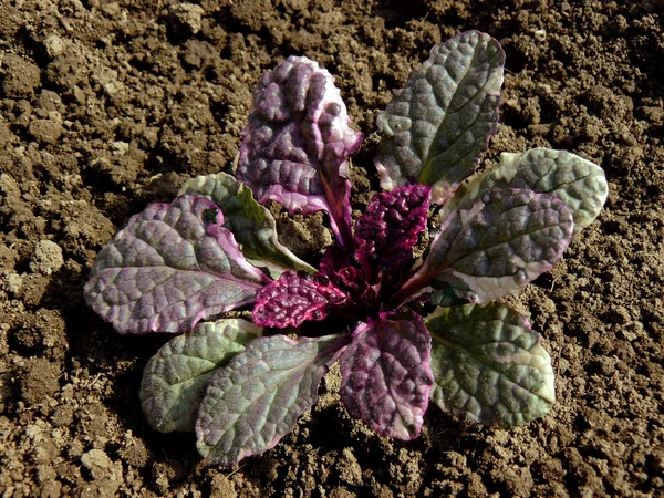 Pequena planta ajuga — Fotografia de Stock