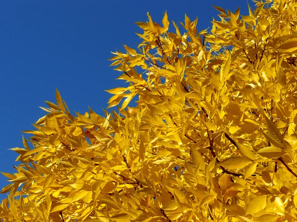Złotych liści — Zdjęcie stockowe