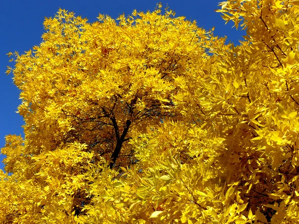 Golden foliage — Stock Photo, Image