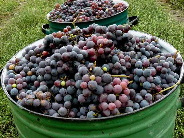 Cosecha de uvas — Foto de Stock