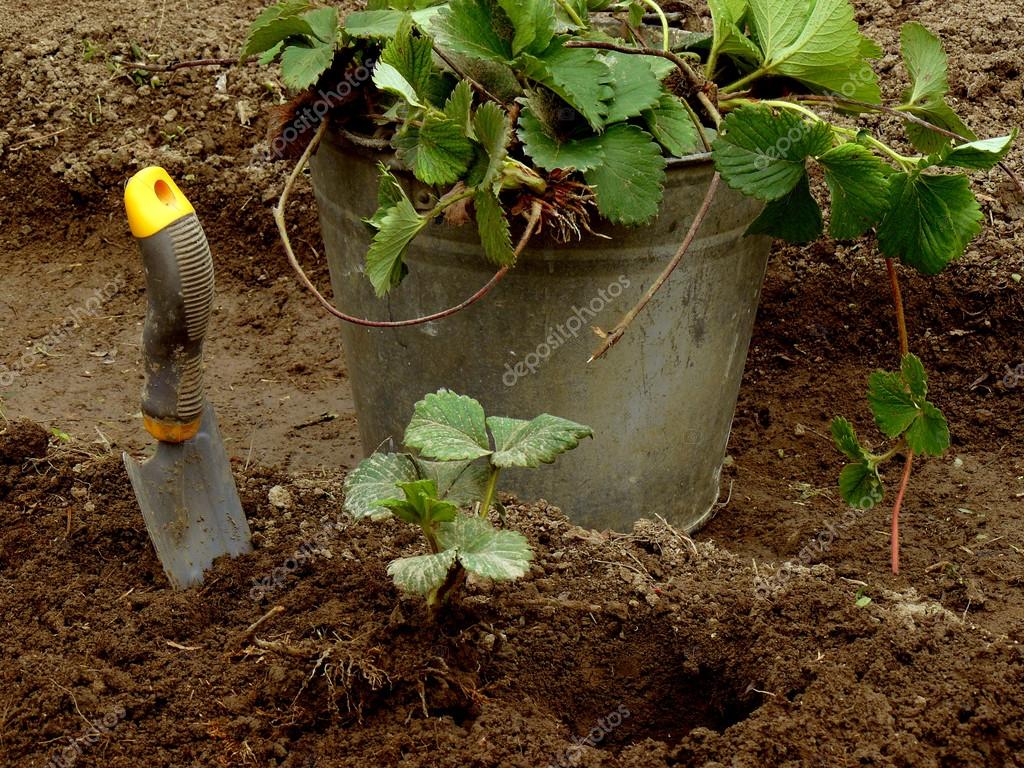 Клубника в открытом грунте. Мульчирование ремонтантной малины. Посадка рассады клубники. Посадка клубники. Сажаем клубнику.