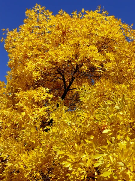 Золотая листва — стоковое фото
