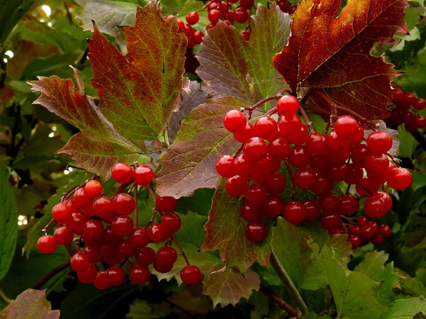 Rode planten van viburnum — Stockfoto