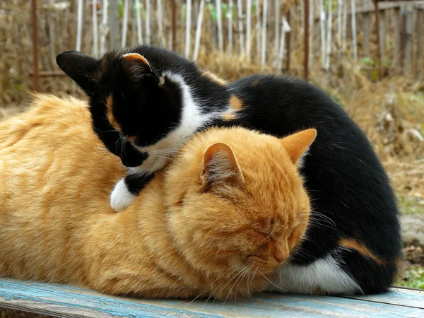 Herbstliche Katzen — Stockfoto