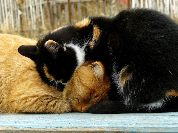 Gatos outonais — Fotografia de Stock