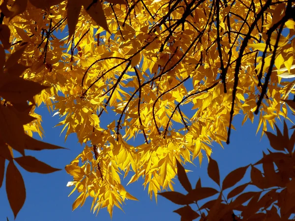 Goldenes Laub — Stockfoto