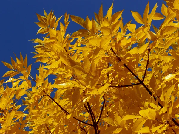 黄金色の葉 — ストック写真