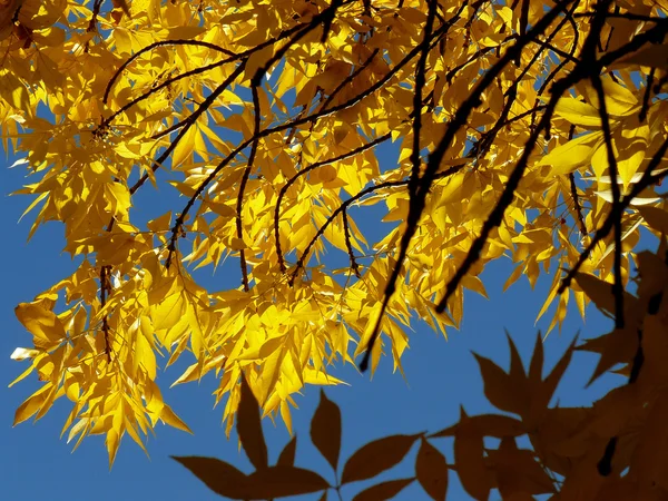 Gouden gebladerte — Stockfoto