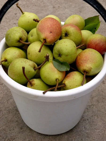 Bucket full of pears — Stock Photo, Image