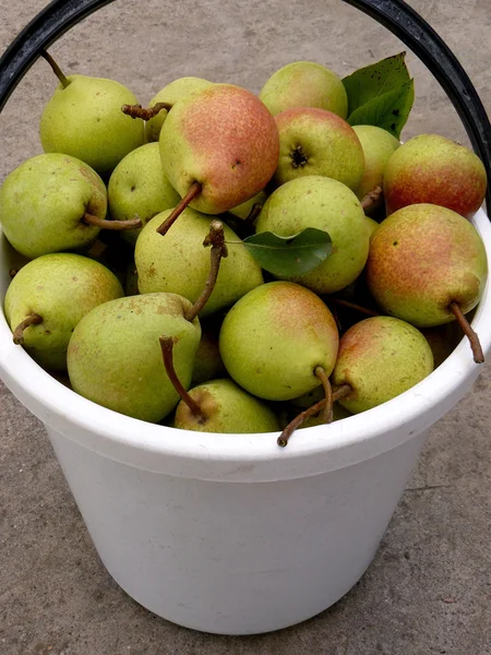 Bucket full of pears — Stock Photo, Image