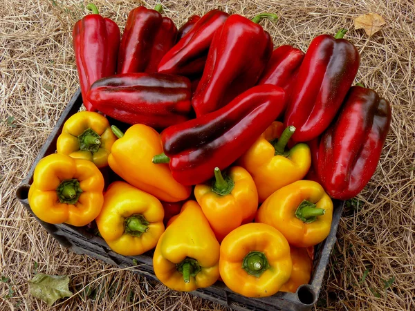 Red and yellow peppers — Stock Photo, Image