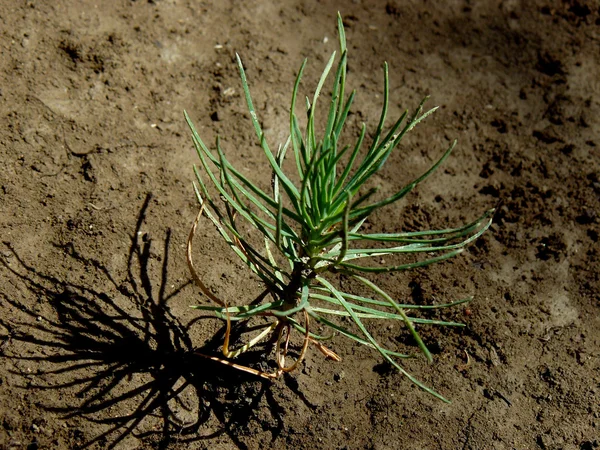 Kleine pine tree zaailing — Stockfoto
