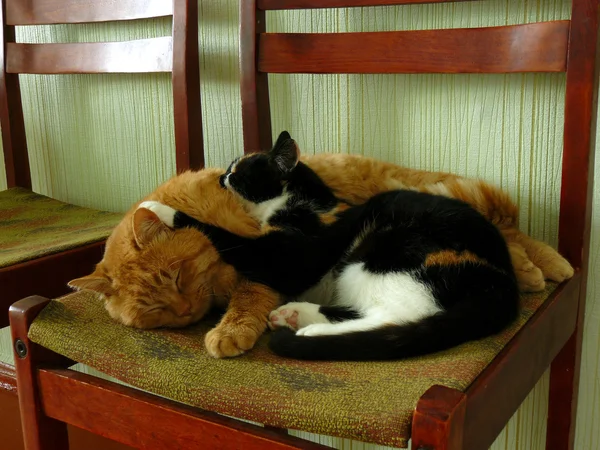 Spící kočky — Stock fotografie