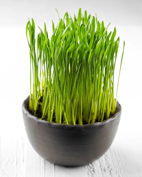Schüssel mit Weizengras — Stockfoto