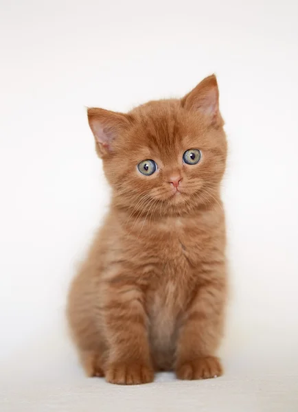 Bonito britânico curto cabelo gatinho — Fotografia de Stock