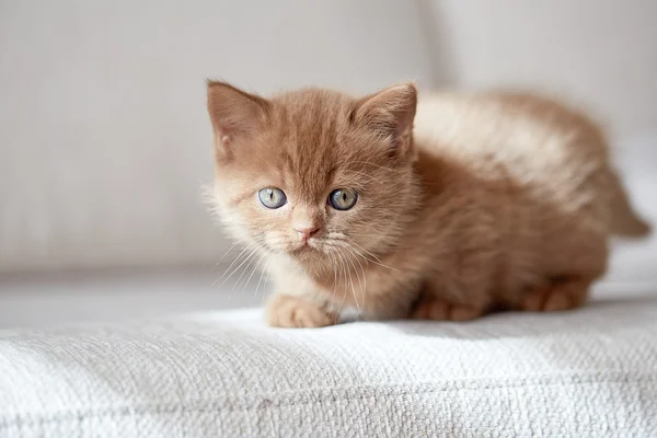 Vacker kanel färg brittiska kort hår kattunge — Stockfoto