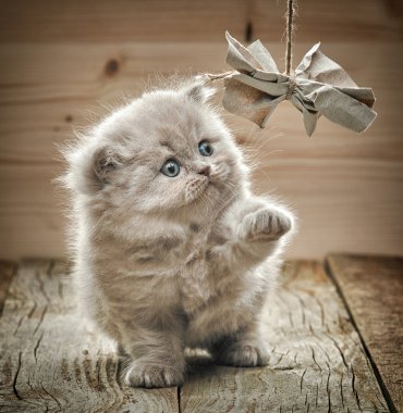 güzel İngiliz uzun saç yavru kedi