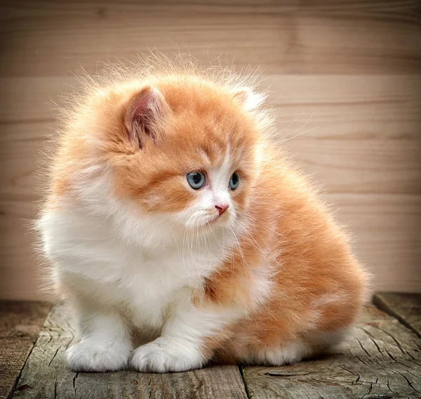 Όμορφα βρετανική μακριά μαλλιά γατάκι — Φωτογραφία Αρχείου