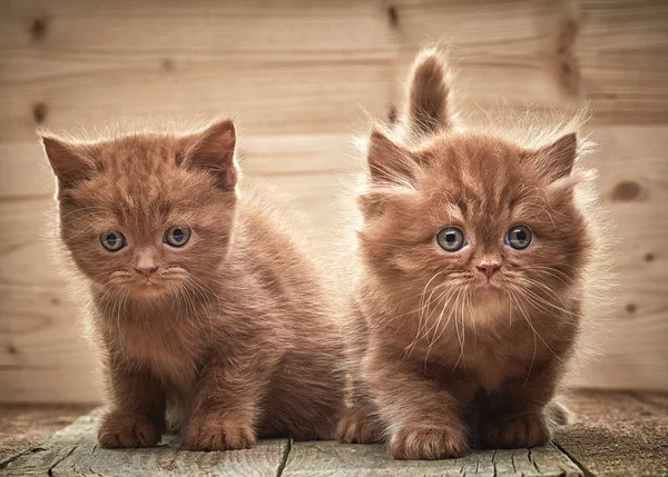 Beautiful brown british kittens — Stock Photo, Image