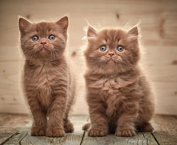 Güzel kahverengi İngiliz yavru kedi — Stok fotoğraf