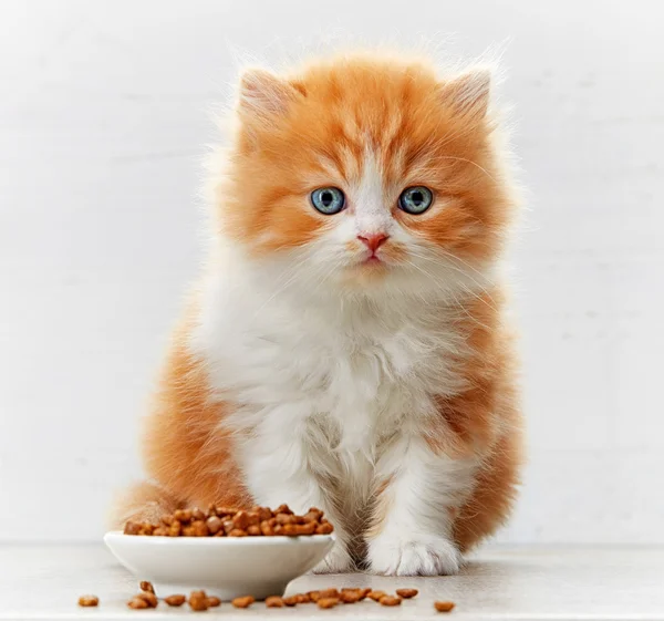 Schönes britisches Kätzchen mit langen Haaren und Katzenfutterschale — Stockfoto