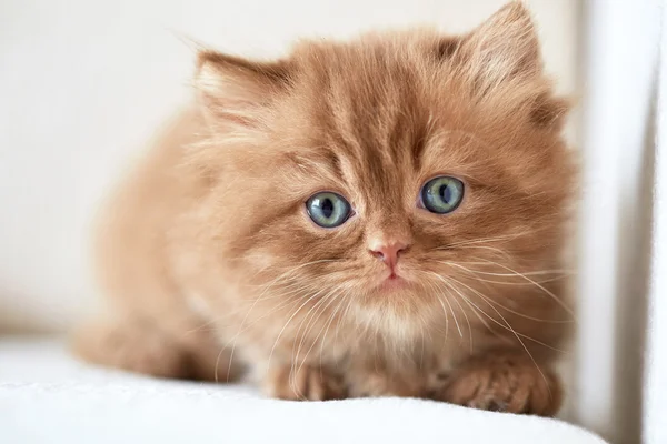 Gatinho pequeno bonito — Fotografia de Stock