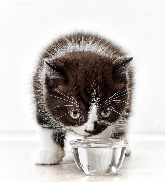 Hermoso gatito agua potable — Foto de Stock