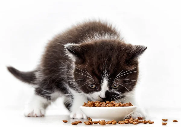 Kitten en kat eten — Stockfoto