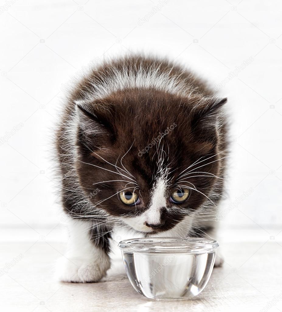 Beautiful kitten drinking water Stock Photo by ©magone 109993666