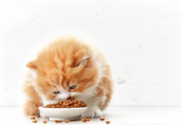 Tazón de comida para gatos y gatito pequeño — Foto de Stock