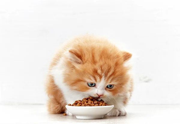 Bowl of cat food and small kitten — Stock Photo, Image