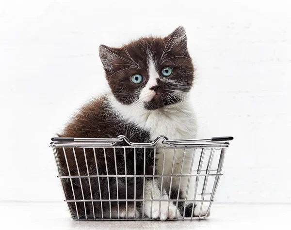 Kitten sitting in metal shopping basket — Stock Photo, Image