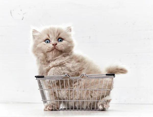 Gatinho sentado na cesta de compras de metal — Fotografia de Stock